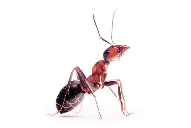 Photo d'une fourmis de l’espèce Formica fusca, à l'odorat hyperdéveloppé.
