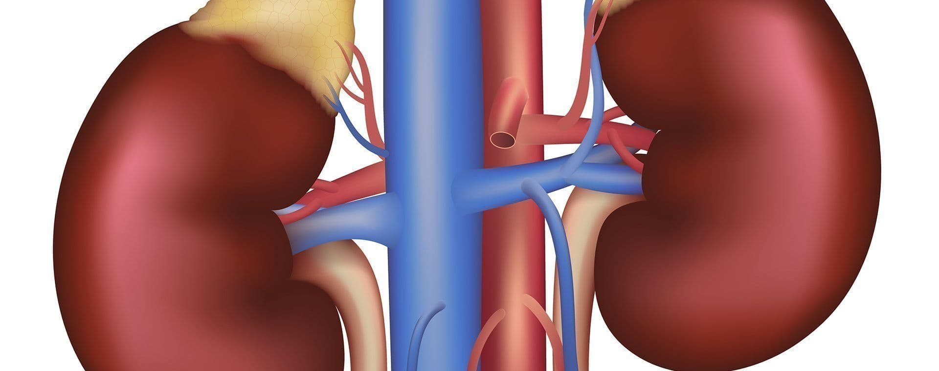 L’aldostérone : une hormone clé