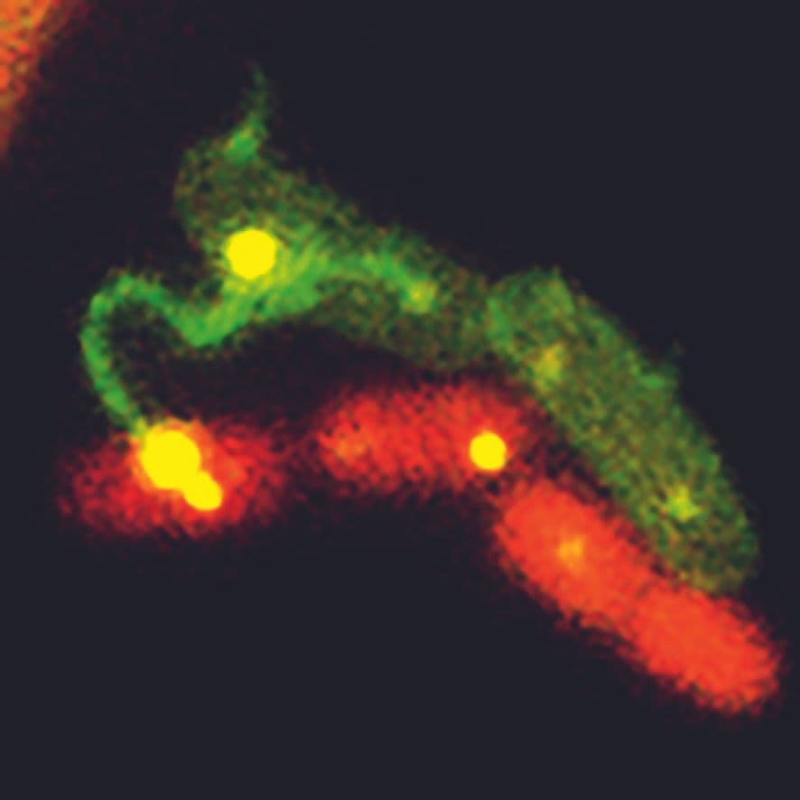 Vue microscopique du transfert d'ADN entre une bactérie donneuse et une bactérie receveuse.