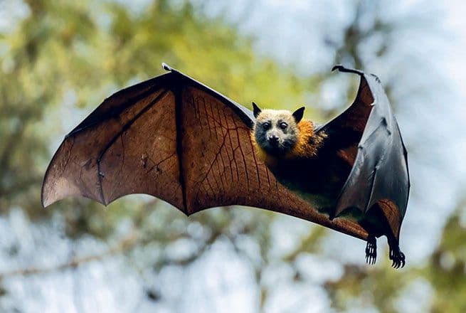 Une chauve-souris en plein vole de jour.