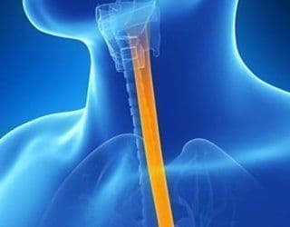 Ingénierie tissulaire : Reconstruire un œsophage biocompatible, une technique d’avenir ?