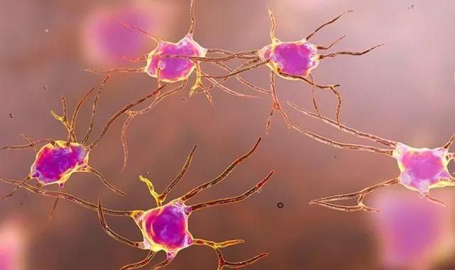 Maladie d’Alzheimer : les astrocytes, des cellules cérébrales comme cible thérapeutique ?