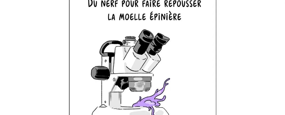 Ilustration de la Bande Dessinée "Du nerf pour faire repousser la moelle épinière", projet de recherche soutenu par la FRM.