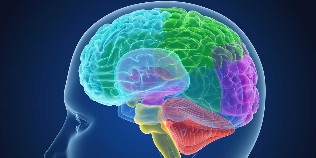 Régions cérébrales d'un cerveau humain.