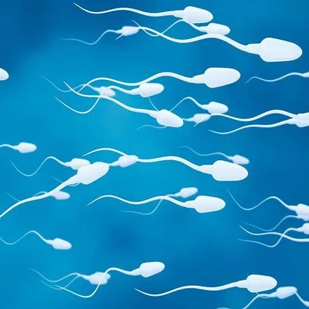 Illustration de spermatozoïdes