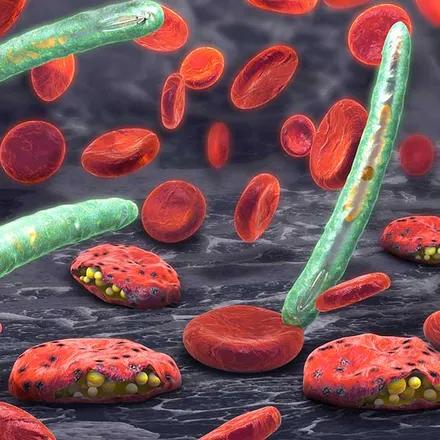 Illustration de plasmodium qui attaque la membrane des globules rouges, dans lesquels il se trouve, pour en extraire les lipides.