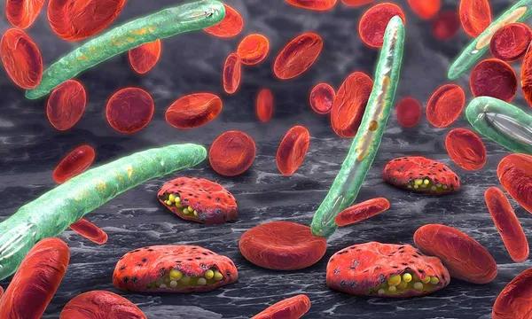 Illustration de plasmodium qui attaque la membrane des globules rouges, dans lesquels il se trouve, pour en extraire les lipides.