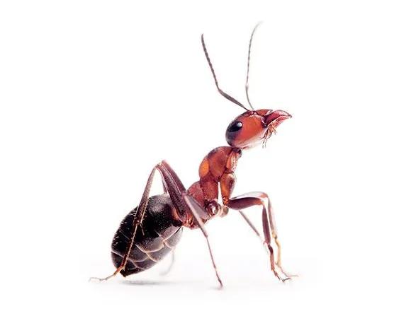 Photo d'une fourmis de l’espèce Formica fusca, à l'odorat hyperdéveloppé.