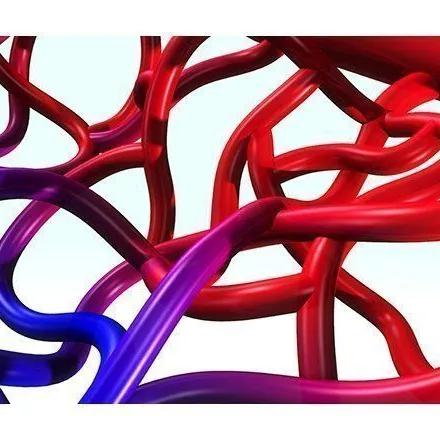Hypertension artérielle : découverte d’une protéine impliquée au niveau des petits vaisseaux