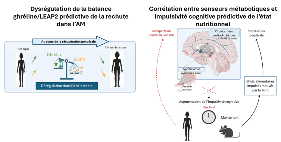 Résumé schématique montrant l’implication de la balance ghréline/LEAP-2 dans la stabilisation pondérale et la rechute dans l’anorexie mentale (AM) © FRM