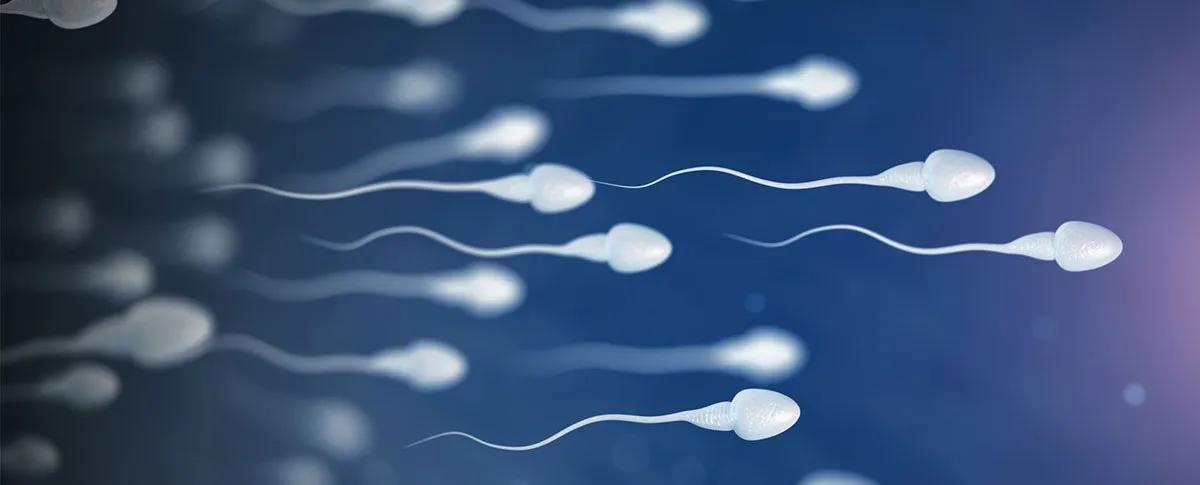 Infertilité : favoriser la régénération des spermatozoïdes après la chimiothérapie anticancéreuse