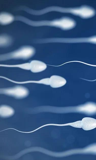 Infertilité : favoriser la régénération des spermatozoïdes après la chimiothérapie anticancéreuse