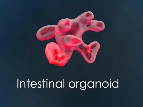 Organoïdes intestinaux