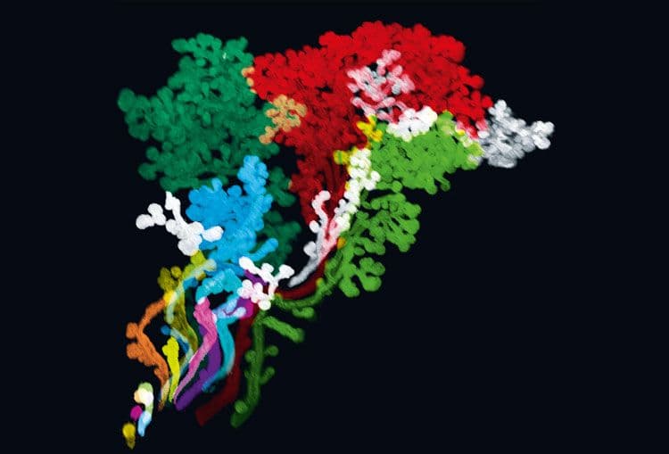 Cartographie 3D, à l'échelle cellulaire, de structures anatomiques de la tête chez l'embryon humain.