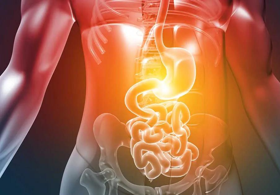Système digestif du corps humain, avec une production de glucose par l’intestin entre les repas.