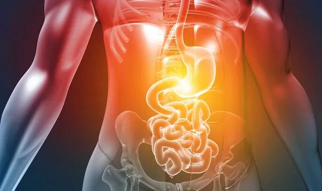 Système digestif du corps humain, avec une production de glucose par l’intestin entre les repas.