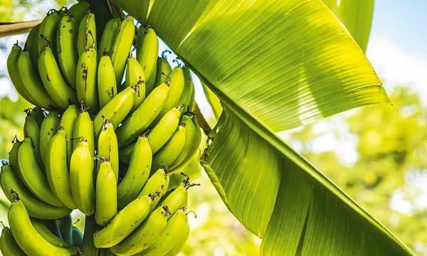 Le chlordécone est un pesticide utilisé entre 1972 et 1993 dans les bananeraies de Guadeloupe et de Martinique pour lutter contre le charançon du bananier.