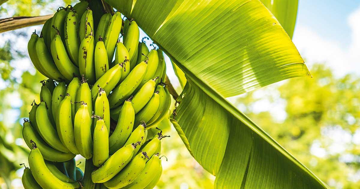 Le chlordécone est un pesticide utilisé entre 1972 et 1993 dans les bananeraies de Guadeloupe et de Martinique pour lutter contre le charançon du bananier.