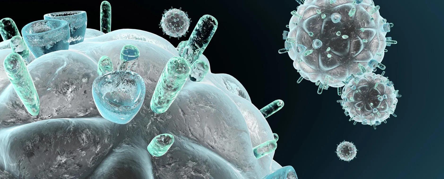 Des virus cachés dans certaines cellules immunitaires