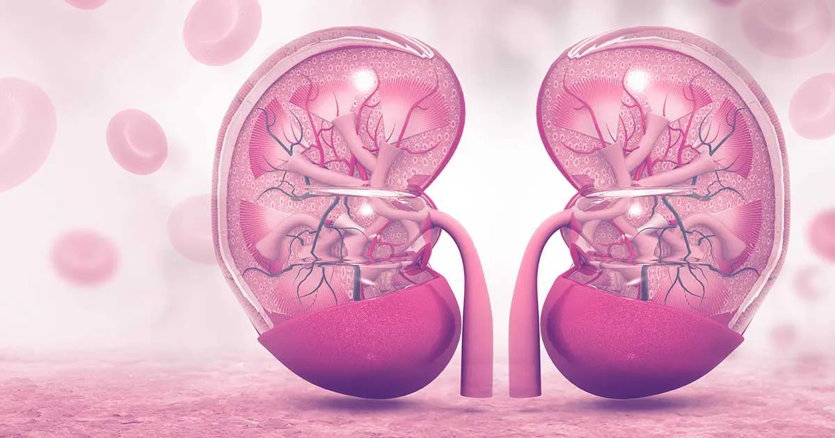 Greffe une assistance informatique pour mieux diagnostiquer le rejet après une transplantation